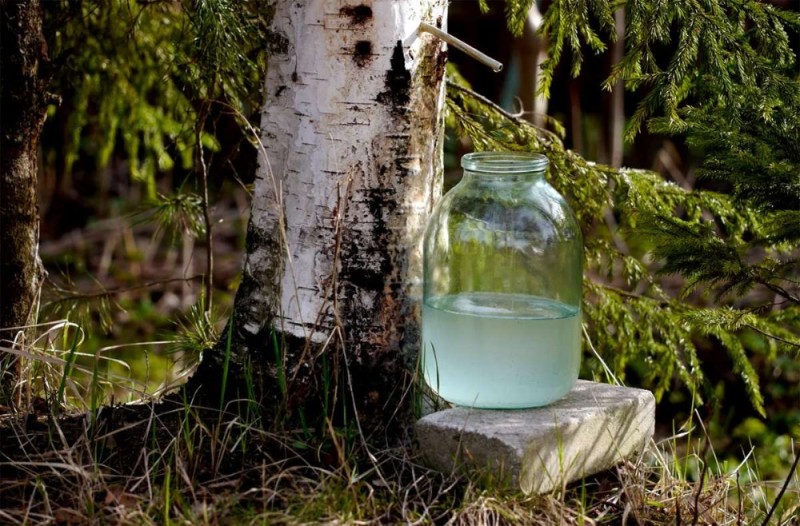 Create meme: birch SAP, birch and birch sap, birch juice in a jar