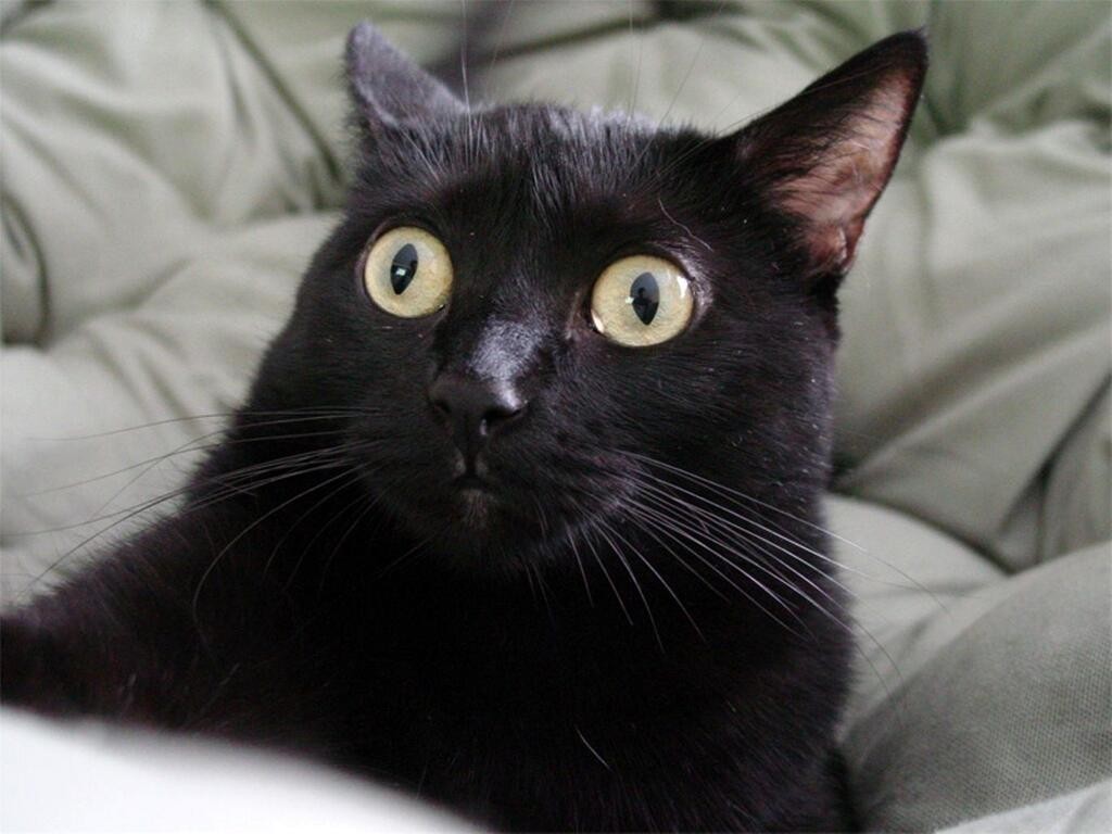 Black Cat Funny Face Meme Cat Mania - vrogue.co