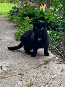 Создать мем: чёрная кошка, черный кот за углом, черный котик