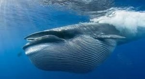 Создать мем: whales are bigger than dolphins, киты, синий кит