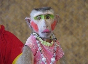 Создать мем: обезьяна с макияжем, накрашенная мартышка, красивая обезьяна накрашенная