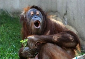 Create meme: orangutan, orangutans