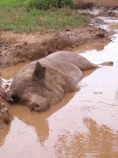 Create meme: dirt , mud baths, fat pig