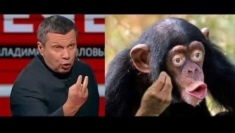 Create meme: monkey with lips, chimpanzee, chimp meme