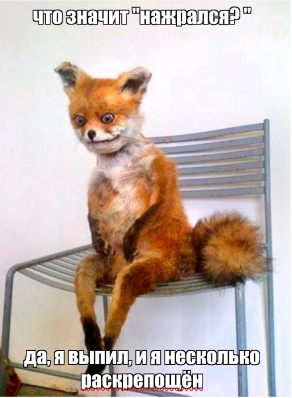 Create meme: the fox meme on the chair, Fox meme, stoned Fox 