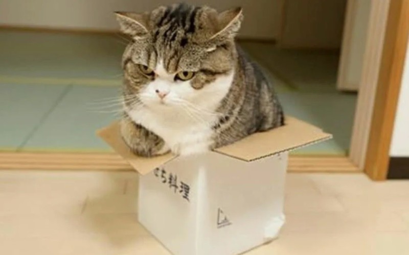 Создать мем: кот в маленькой коробке, кошка в коробке, кот коробка