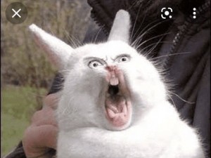 Создать мем: орущий заяц, орущий кролик, кролик с зубами смешной
