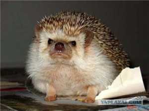 Create meme: pygmy hedgehog, African pygmy hedgehog