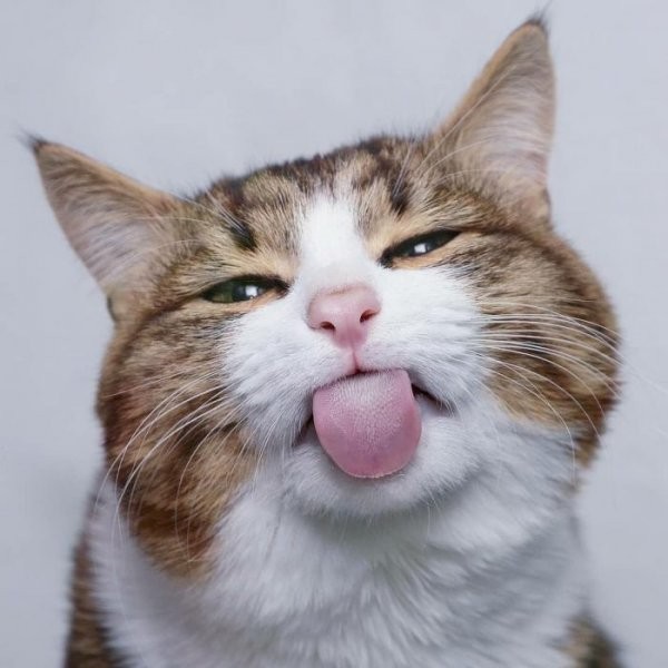 Создать мем: с высунутым языком, кот смешной, кот с языком в трубочку