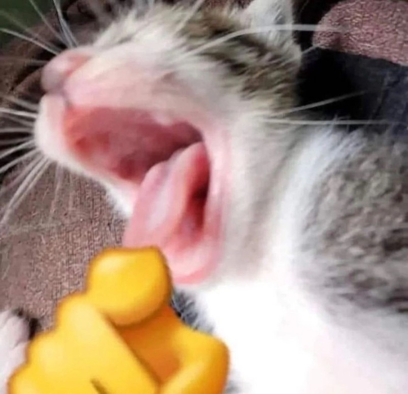 Create meme: yawning cat, Cat's teeth are cute, cat teeth