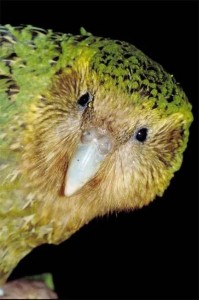 Создать мем: попугай птица, какапо птица, kakapo