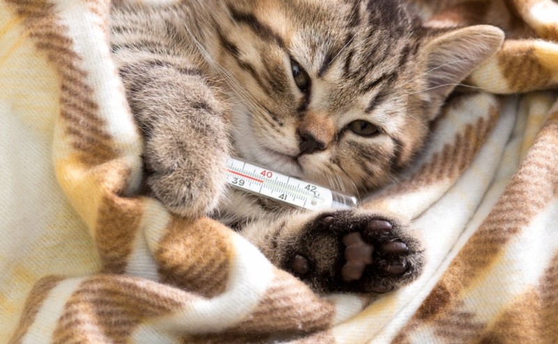 Create meme: a cat with a thermometer, a cat with a thermometer, a sick cat