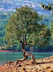 Создать мем: греция дерево олива у моря, природа, необычные деревья