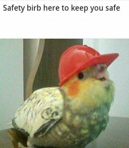 Create meme: parrot meme, parrot funny, Corella parrot