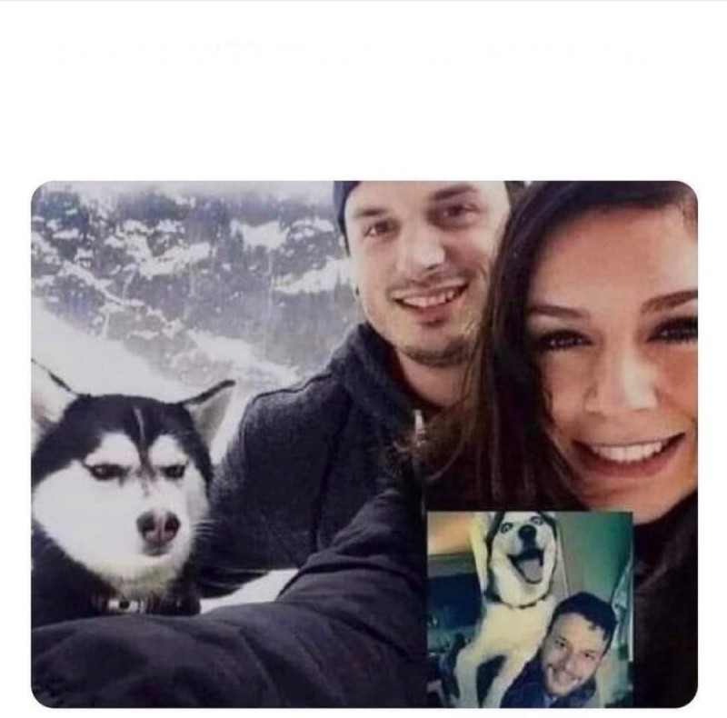 Create meme: husky , funny huskies, Siberian husky 