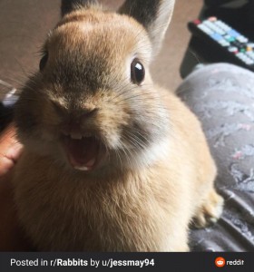 Создать мем: веселый кролик, самые милые кролики, милый зевающий кролик