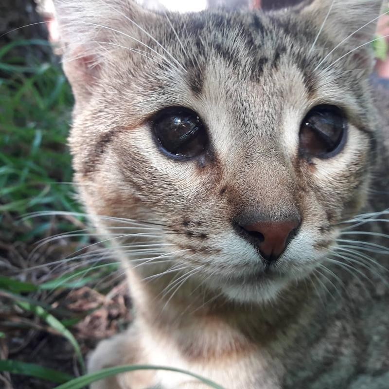 Create meme: Abyssinian cat , cat , cat 