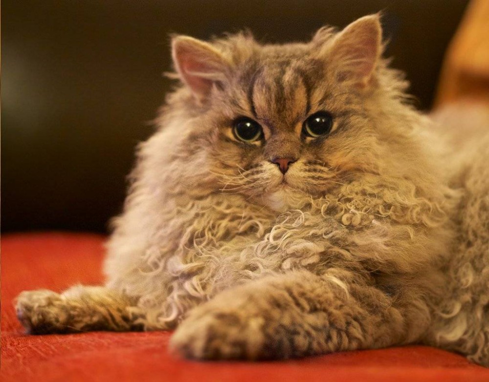 Создать мем: длинношерстный кот, персидская кошка, кучерявый кот