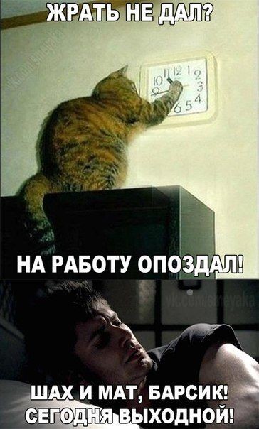 Create meme: The cat is late, The cat was late, I didn't give you anything to eat, I was late for work