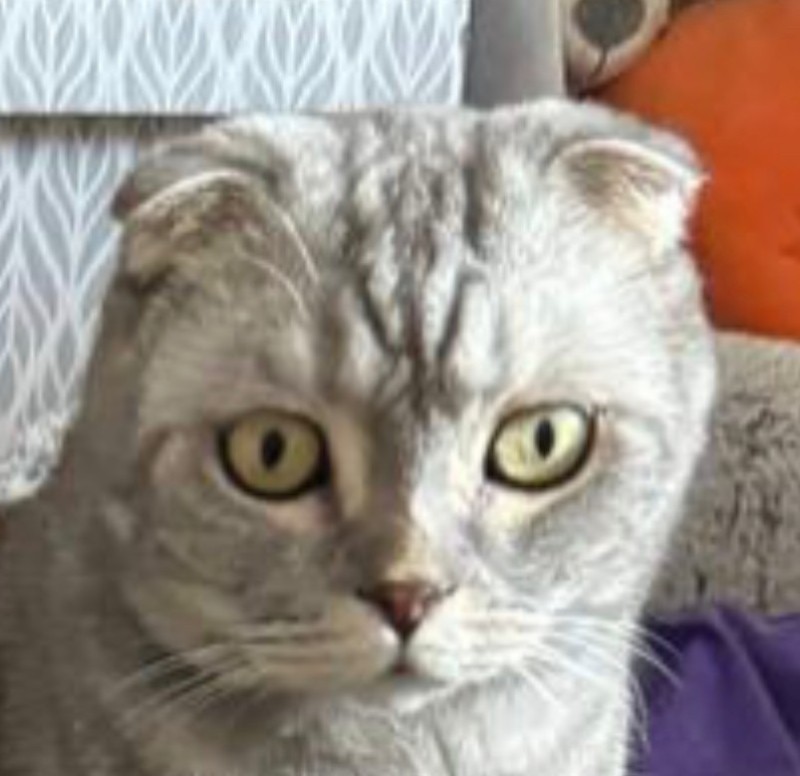 Create meme: Scottish straight , Scottish fold , lop - eared cat