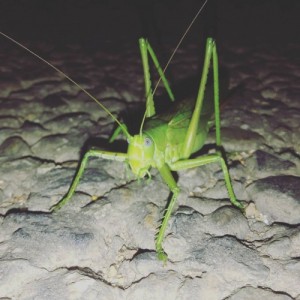 Create meme: insects, grasshopper, insect