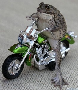 Создать мем: лягуха, frog на мотоцикл, зелёная жаба на невидемом мотоцикле