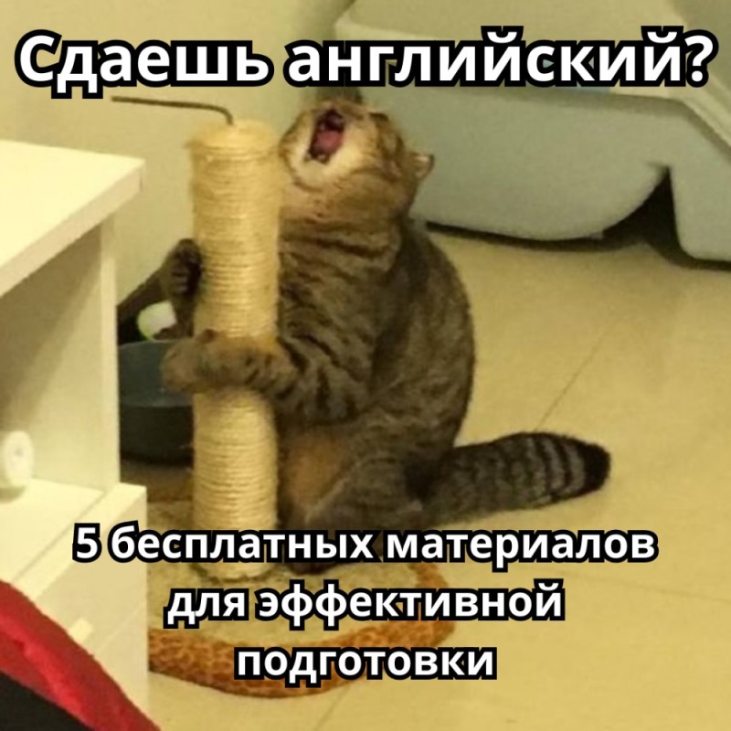 Create meme: funny animals , cat , cat funny 