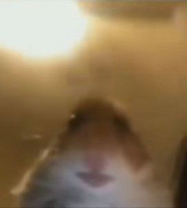 Create meme: hamster selfie, the hamster in the chamber, the hamster looks into the camera 10 hours