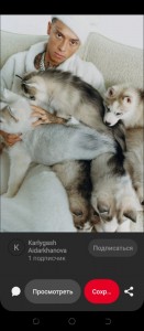 Create meme: Siberian husky, husky, husky puppies