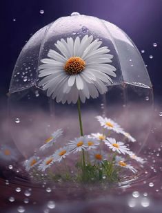 Create meme: morning with daisies, daisies in the rain, Good morning with daisies