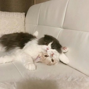 Create meme: kittens tumblr, Pets the cat is sleeping, kitties