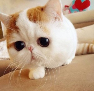 Создать мем: кошка снупи, кот снупи, японский кот снупи