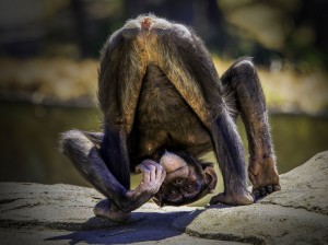 Create meme: chimpanzee, monkey man, ass monkey