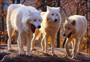Create meme: two wolves, polar wolf, three wolves