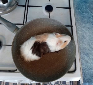 Create meme: Guinea pig bathing, Guinea pig