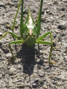 Create meme: grasshopper green, grasshopper