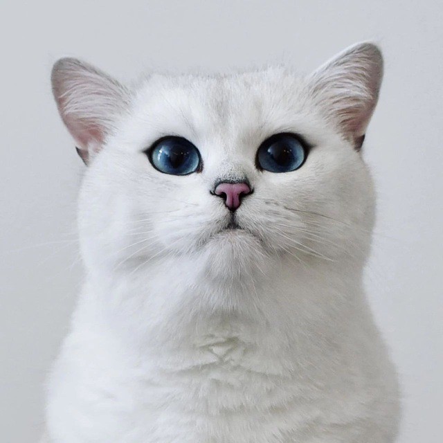 Create meme: kobe the cat, cat Kobe, British chinchilla