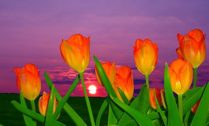 Create meme: tulips , tulips are orange, tulips yellow