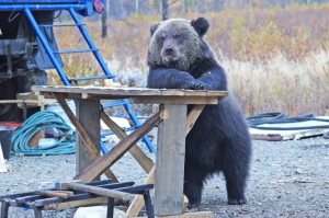 Создать мем: в ожидании санкций, собака, медведь