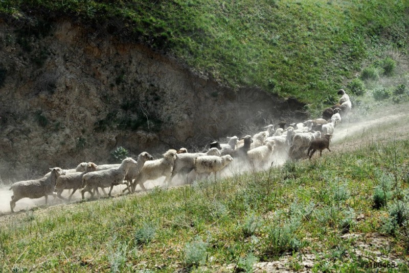 Create meme: nature , a flock of sheep in the mountains, a flock of sheep 