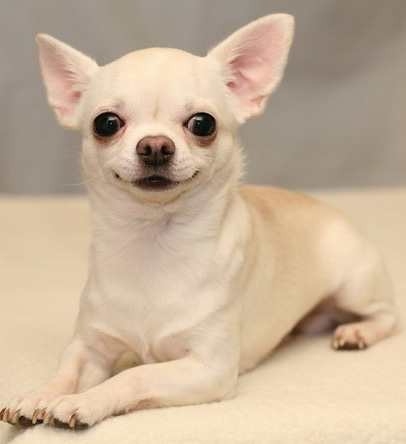 Create meme: breed Chihuahua, chihuahua, chihuahua puppy