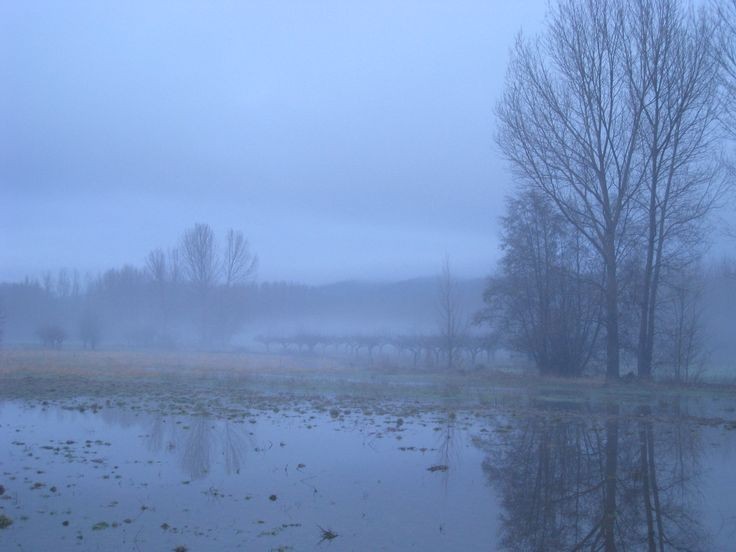 Create meme: fog in the morning, fog , foggy landscape