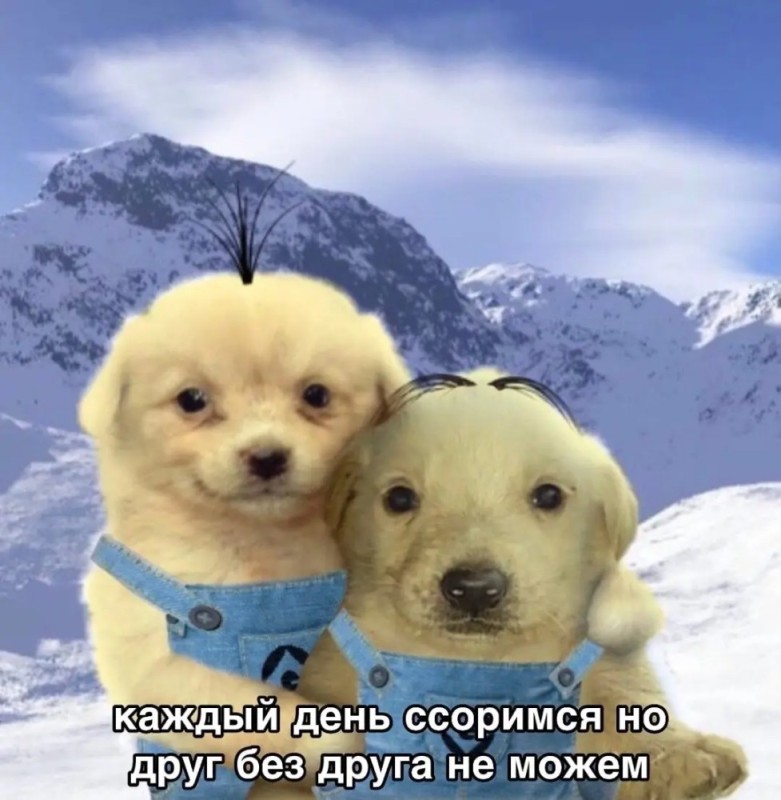 Создать мем: jotchua dog, собаки милые, животные забавные