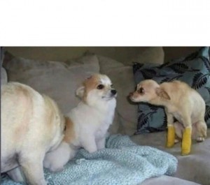 Create meme: funny dog, dog meme, funny Chihuahua