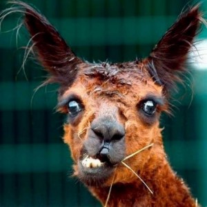 Create meme: animals funny, funny animal faces, Lama funny