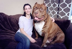 Создать мем: самые, big dog, pit bull
