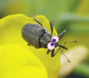 Create meme: wearhouse bugs, shpanka beetle, beetle pollen beetle