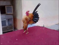 Create meme: big cock, chicken cock, dance of the rooster