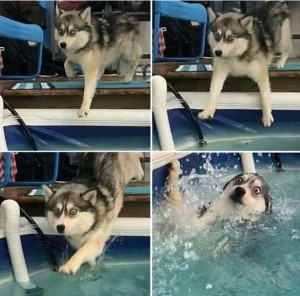 Create meme: husky in the pool meme, husky meme, dog