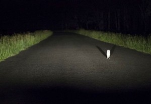 Create meme: dick, owl on the road at night